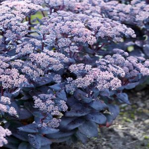 Hylotelephium 'Mojave jewels sapphire' / Pompás varjúháj