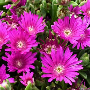 Delosperma lavisiae / Délvirág