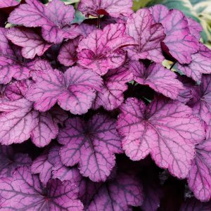 Heuchera 'Wild rose' / Tűzeső
