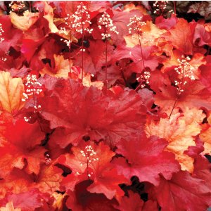 Heuchera 'Rio' / Tűzeső