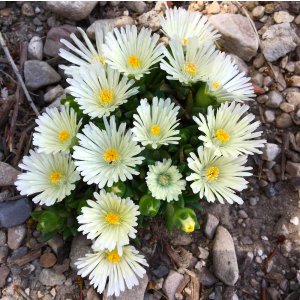 Delosperma 'White nugget' / Délvirág