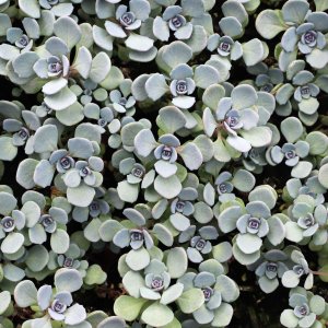 Sedum sunsparkler 'Cosmic Comet' / Varjúháj