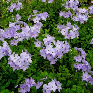 Phlox stolonifera 'Blue ridge' / Tarackos Lángvirág