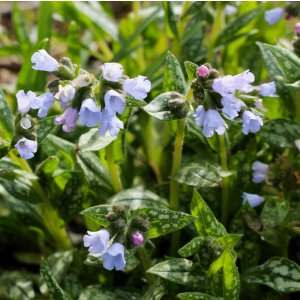 Pulmonaria 'Opal' / Tüdőfű