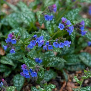 Pulmonaria 'Trevi fountain' / Tüdőfű