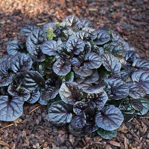 Ajuga 'Black scallop' / Indás ínfű