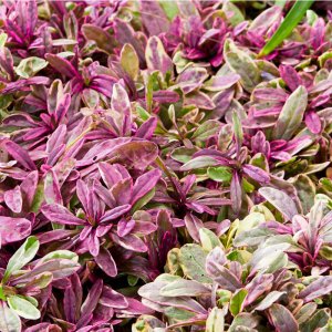 Ajuga reptans 'Princess Nadia' / Indás ínfű