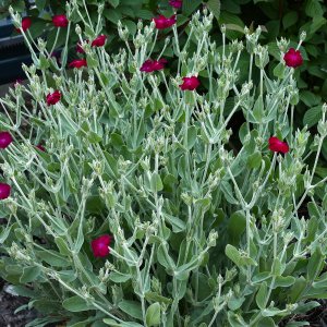 Lychnis coronaria 'atrosanguinea' / Bársonyos kakukkszegfű