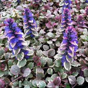 Ajuga reptans 'Burgundy Glow' / Indás ínfű