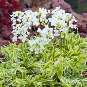 Arabis ferdinandi coburgii 'Old gold' / Macedón ikravirág