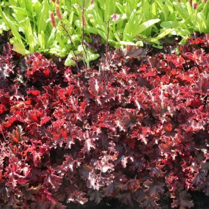 Heuchera 'Melting fire' / Tűzeső