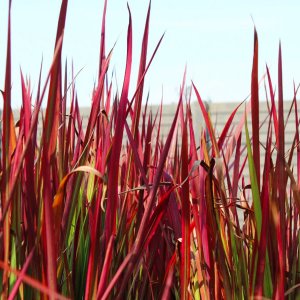 Imperata cylindrica 'Red baron' / Japán alangfű