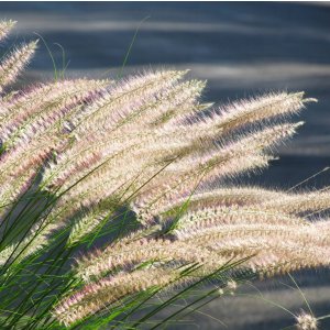 Pennisetum 'Hameln' / Tollborzfű