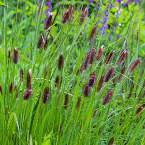 Pennisetum thunbergii 'Red buttons' / Tollborzfű