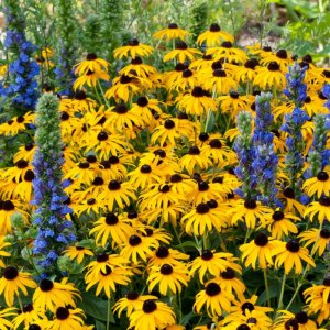 Rudbeckia fulgida 'Goldsturm' / Pompás kúpvirág