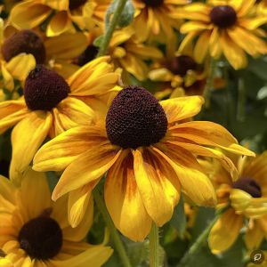 Rudbeckia fulgida 'Goldsturm' / Pompás kúpvirág