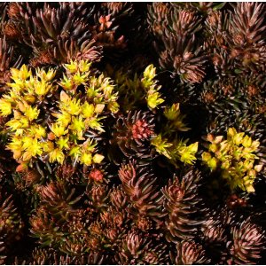 Sedum polytrichoides 'Chocolate Ball' / Varjúháj
