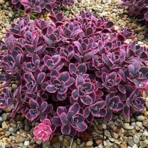Sedum x hybridum 'Sunsparkler Dream Dazzler' / Pompás varjúháj