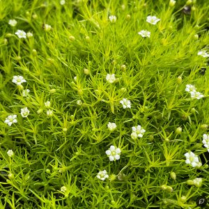 Sagina subulata 'Scotch Moss' / Szálkás zöldhúr