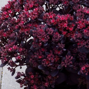 Sedum sunsparkler 'Plum Dazzled' / Pompás varjúháj