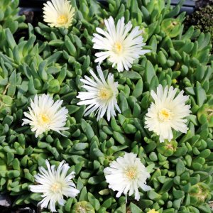 Delosperma congestum 'Alba' / Délvirág
