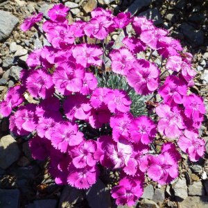 Dianthus gratianopolitanus 'Whatfield Magenta' / Pázsit szegfű