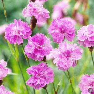 Dianthus gratianopolitanus 'Pink Jewel' / Pázsitszegfű