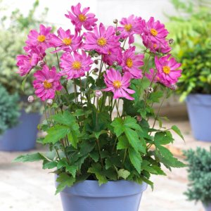 Anemone hupehensis 'Prinz heinrich' / Szellőrózsa