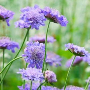 Scabiosa columbaria 'Butterfly Blue' / Ördögszem