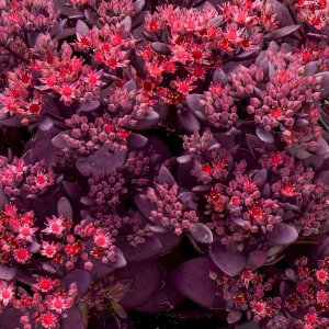 Sedum sunsparkler 'Firecracker' / Pompás varjúháj