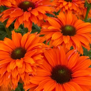 Echinacea 'Sunseekers Mineola' / Kasvirág