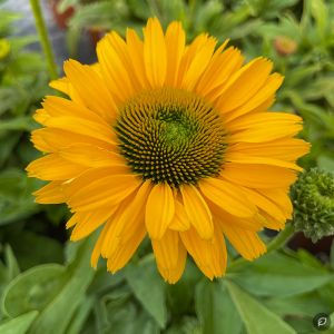 Echinacea 'Sunseekers Golden Sun' / Kasvirág