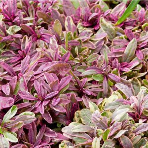 Ajuga reptans 'Princess Nadia' / Indás ínfű