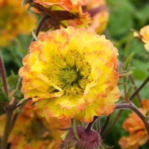 Geum coccineum 'Can can' / Gyömbérgyökér