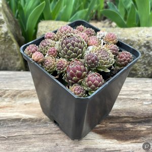 Sempervivum 'Rustic Rosette' / Kövirózsa