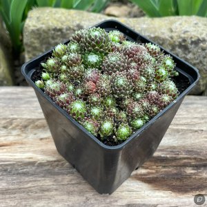 Sempervivum 'Spider Silk' / Kövirózsa