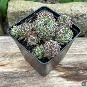 Sempervivum 'Frosted' / Kövirózsa