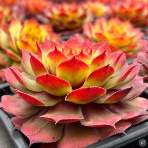 Sempervivum 'Gold Nugget' / Kövirózsa