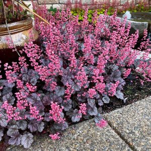 Heuchera 'Milan' / Tűzeső