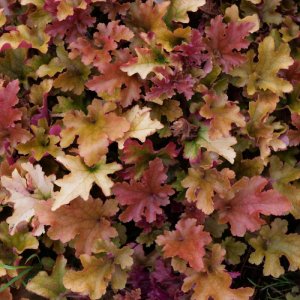 Heuchera 'Kassandra' / Tűzeső