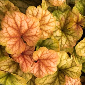 Heuchera 'Champagne' / Tűzeső