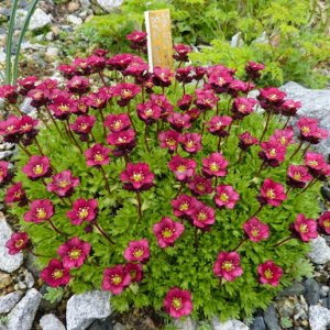 Saxifraga x arendsii 'Harder zwerg' / Kőtörőfű
