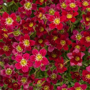 Saxifraga x arendsii 'Rockies F1 Red' / Kőtörőfű