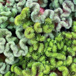 Sedum rupestre 'Cristatum' / Varjúháj