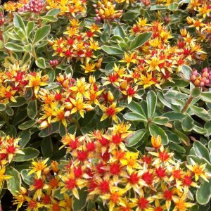 Sedum kamtschaticum 'variegatum' / Kamcsatkai varjúháj