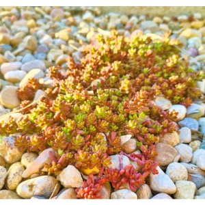 Sedum 'coral carpet' / Varjúháj