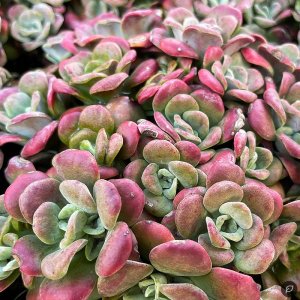 Sedum spathulifolium 'Purpureum' / Varjúháj