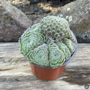 Sempervivum 'Mossy Crown' / Kövirózsa