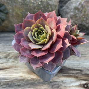 Sempervivum 'Pink Blossom' / Kövirózsa