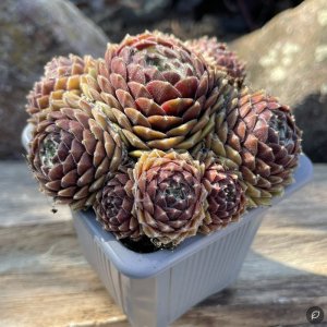 Sempervivum 'Mocha Rosette' / Kövirózsa